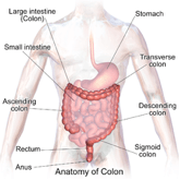 Sections of the colon.